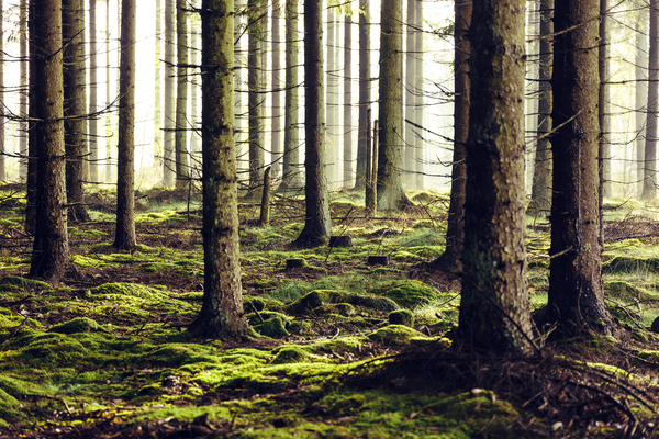 Granskog med stammar och mossig mark.