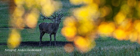 En hjort står på en äng, omgiven av suddiga, gyllene höstlöv i förgrunden.