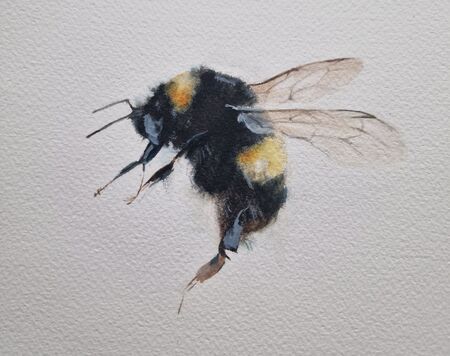 Akvarellmålning av en humla med gula och svarta ränder på vit bakgrund.
