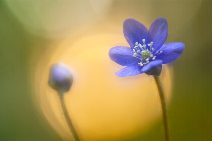 Närbild av en blå blomma och en blomknopp mot en suddig, varm gulgrön bakgrund.