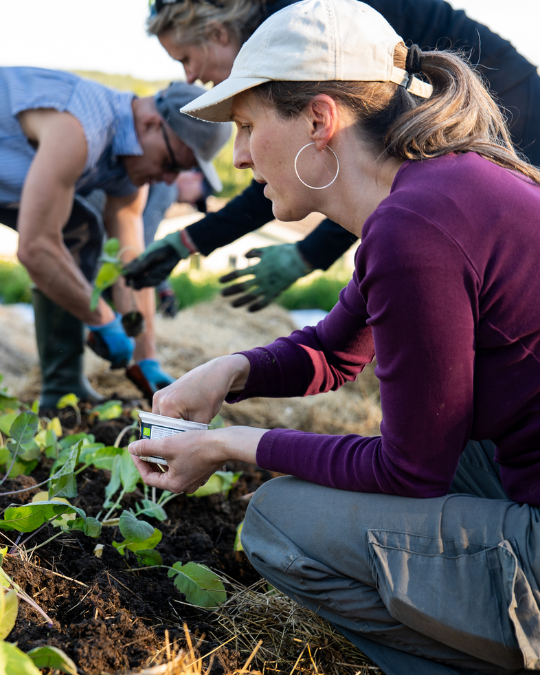 Personer planterar växter i en trädgård, en kvinna i keps arbetar i förgrunden.