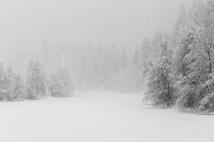 Snötäckt landskap med träd och skog i bakgrunden under kraftigt snöfall.