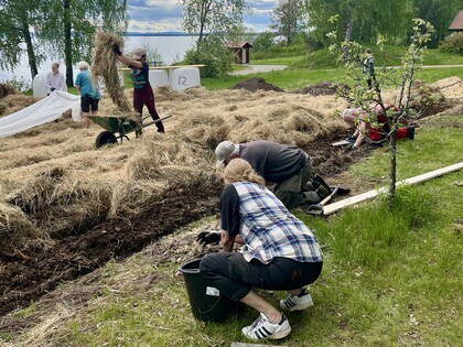 Flera personer arbetar tillsammans i en trädgård, lägger ut halm och planterar nära en sjö.