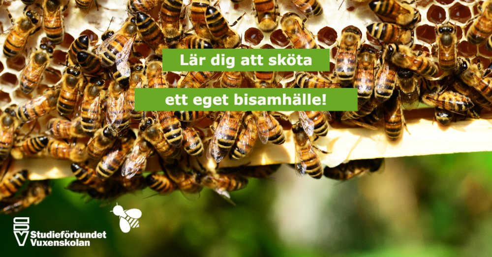 Närbild på bin som sitter på en bikaka med text om att lära sig sköta ett bisamhälle.