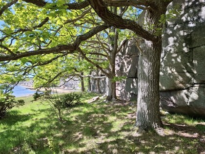 Solbelyst ek vid en klippvägg nära en sjö, med gräs och buskar i förgrunden.