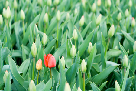 En röd tulpan blommar bland många gröna tulpaner i knopp i en tät rabatt.