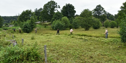 Flera personer slår gräs med lie på en äng omgiven av träd och grönska under en mulen himmel.