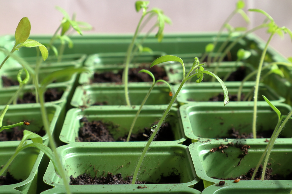 Närbild på små plantor som växer i gröna plastkrukor med jord.