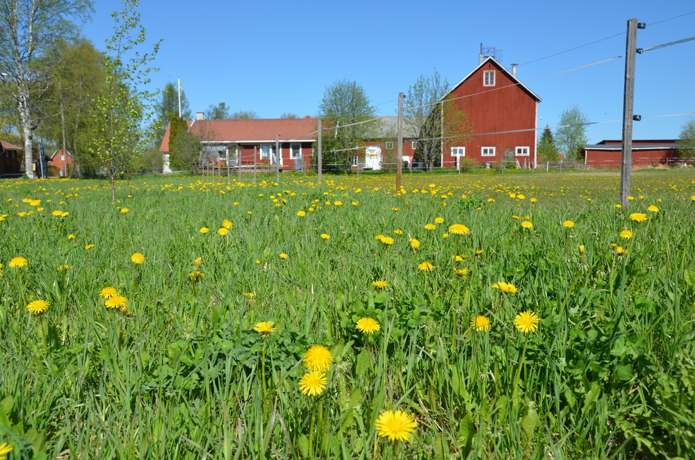 En grön äng med gula maskrosor framför röda ladugårdsbyggnader under en klarblå himmel.