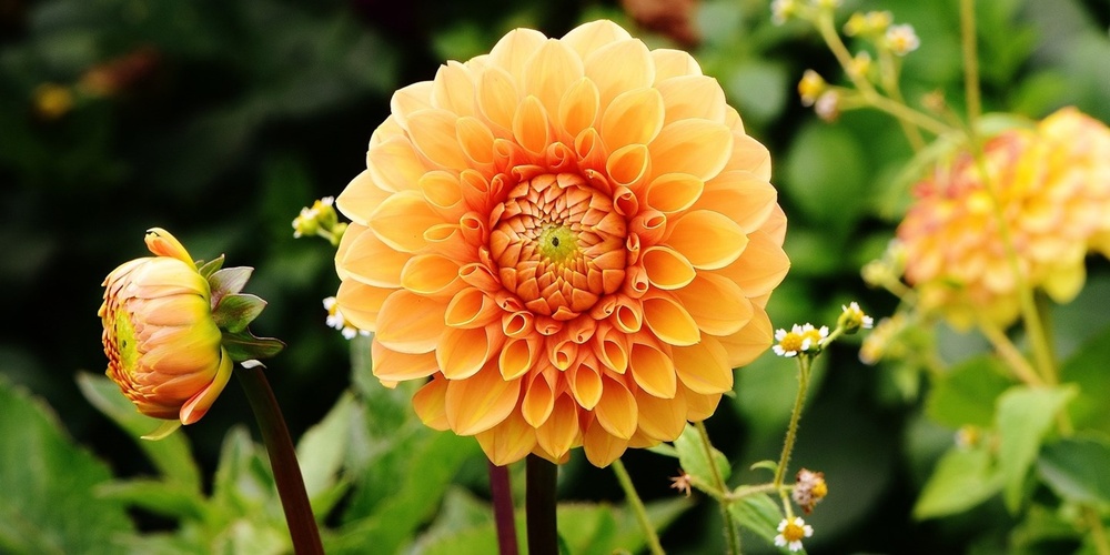 En orange dahlia blommar i närbild med gröna blad och knoppar i bakgrunden.