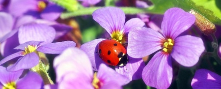 En nyckelpiga sitter på en lila blomma omgiven av fler lila blommor och gröna blad.