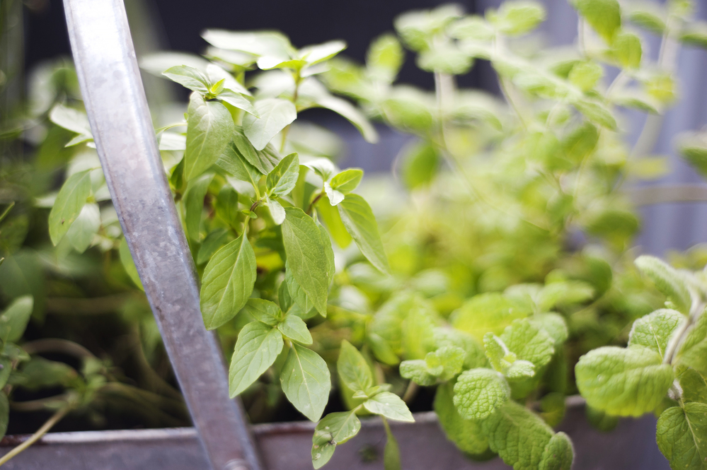 Närbild på färska gröna örter som växer i en metallkruka.