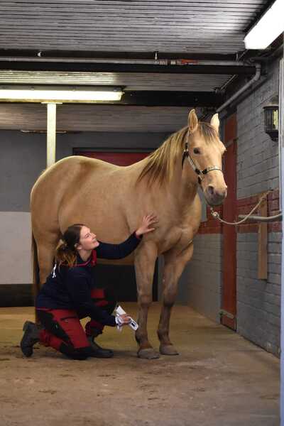 En person i stallkläder undersöker ett ljust brunt sto i en stallgång.