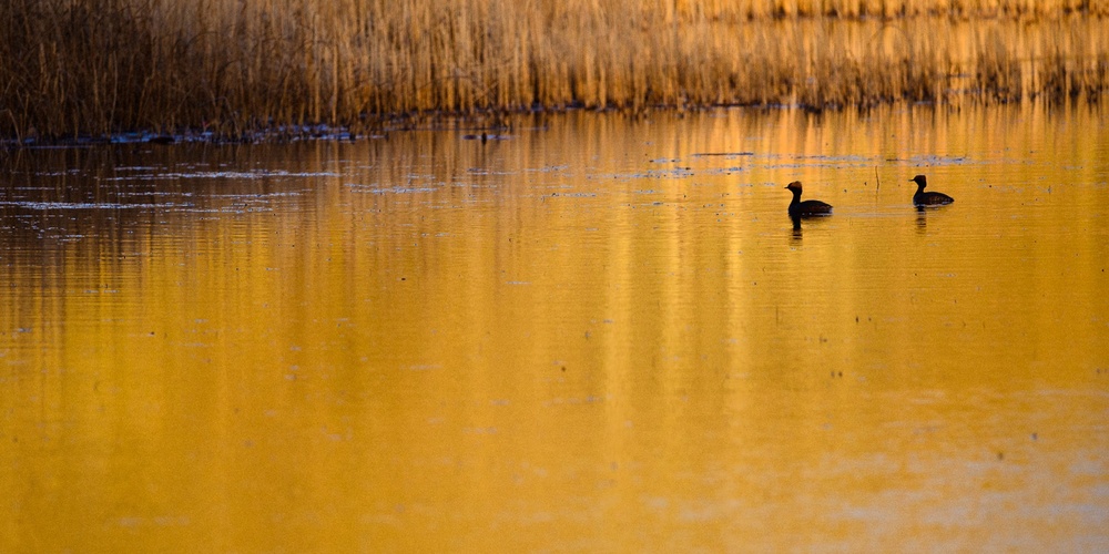 Två fåglar simmar på en sjö med gyllene reflektioner från vassen i solnedgången.