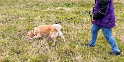 En person i lila jacka och grå mössa går med en hund i koppel på en gräsäng.
