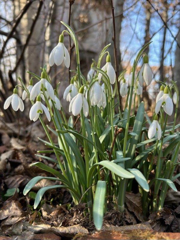 Närbild på snödroppar som blommar i en skogsmiljö bland torra löv.