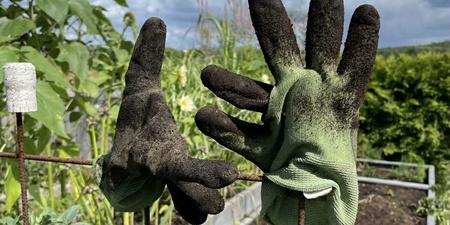 Två smutsiga trädgårdshandskar sitter på metallpinnar i en grönskande trädgård under blå himmel med moln.