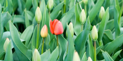 En röd tulpan blommar bland många gröna tulpaner i knopp i en tät rabatt.