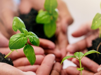 Flera händer håller små plantor med jord, symboliserar samarbete och hållbarhet.