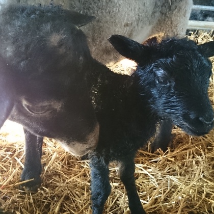 Ett svart lamm står bredvid ett vuxet får på halm i en ladugård.