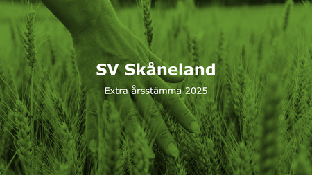 En hand rör vid vete i ett fält med texten 'SV Skåneland Extra årsstämma 2025' över bilden.