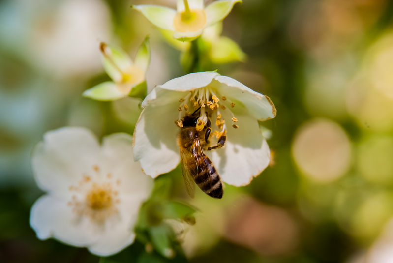 Ett bi samlar nektar från en vit blomma i närbild, med suddig grön bakgrund.