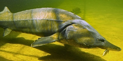 En stor fisk, en stör, simmar i ett akvarium med grönaktigt vatten.