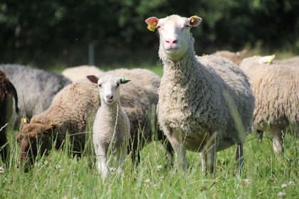 Får och lamm står i en grön äng med fler får i bakgrunden.