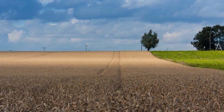 Ett stort vetefält under en blå himmel med moln, träd och ett hus i bakgrunden.