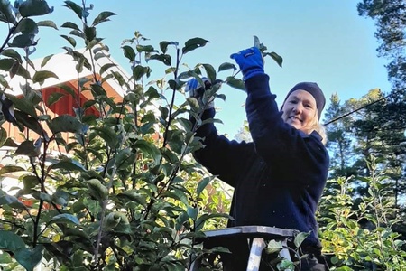 Person står på stege och plockar frukt från ett träd i en trädgård vid ett rött hus.
