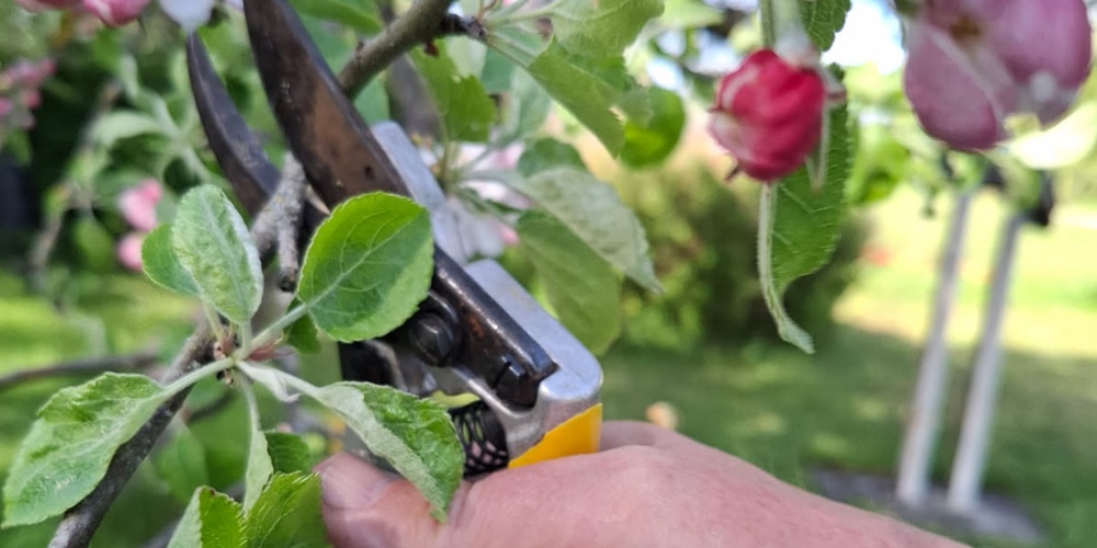 En hand beskär en blommande gren med en sekatör i en trädgård.