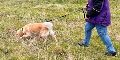 En person i lila jacka och grå mössa går med en hund i koppel på en gräsäng.