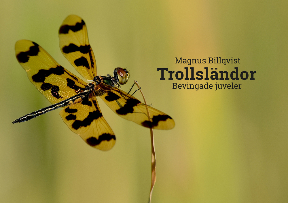 En gul och svart trollslända sitter på ett grässtrå mot en suddig grön bakgrund. Text om boktitel syns till höger.