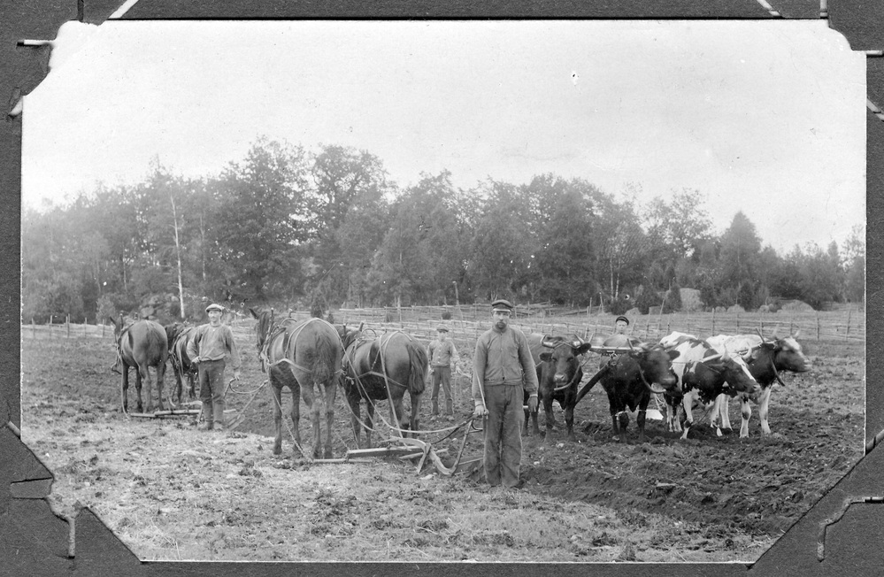 Svartvit bild av bönder som plöjer en åker med hästar och oxar på landsbygden.