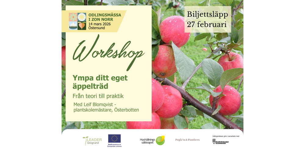 Affisch för workshop om ympning av äppelträd med bild på röda äpplen på trädgren och information om evenemanget.