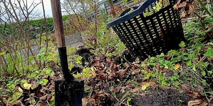 En spade står i jorden bredvid en svart korg i en trädgård med vissna växter och gröna blad.