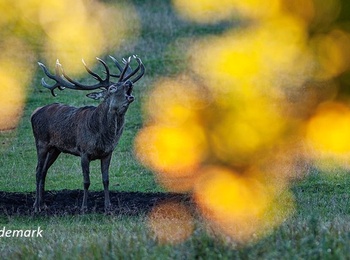 En hjort står på en äng, omgiven av suddiga, gyllene höstlöv i förgrunden.