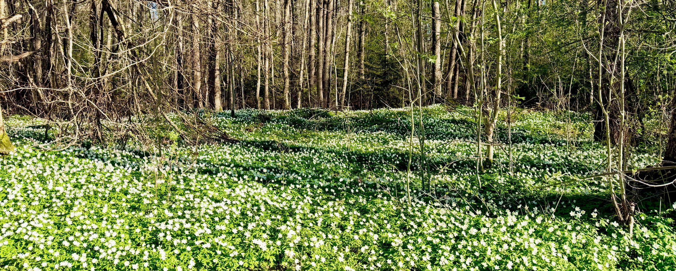 En skogsglänta fylld med vita vitsippor under vår, med träd i bakgrunden och soligt väder.
