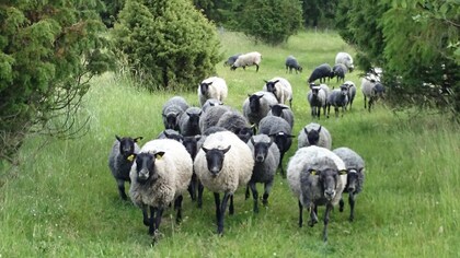 En flock grå och svarta får går på en grön äng omgiven av träd.