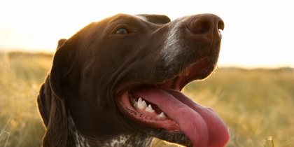 En brun och vit hund med lång tunga sitter i torrt gräs i solnedgången.