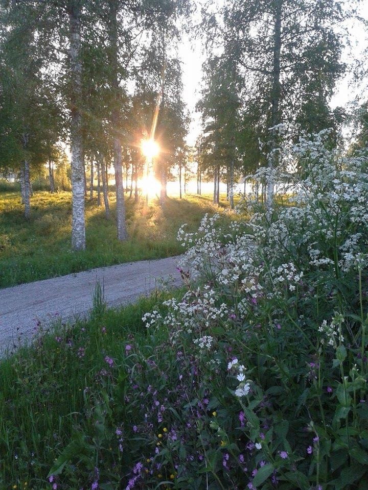 Solnedgång genom björkar vid en grusväg, med vilda blommor i förgrunden.