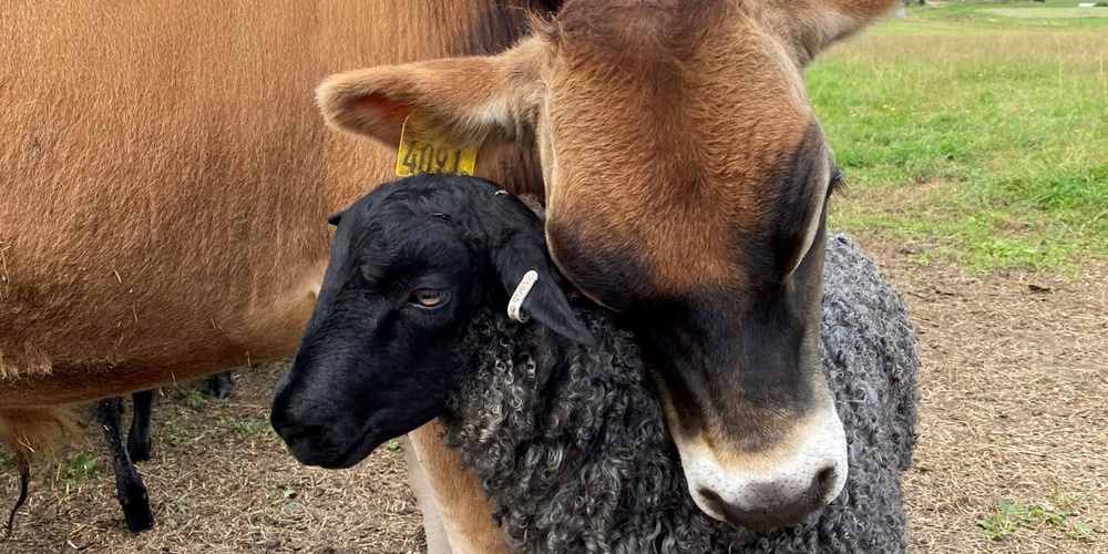 En ko och ett får står nära varandra på en gräsig gård, med kohuvudet vilande på fårets rygg.
