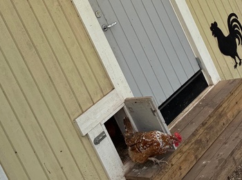 Ett gult hönshus med en höna på rampen, siluetter av tupp och kycklingar på väggen.