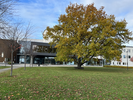 Stor ek med höstlöv står på en gräsmatta framför en modern byggnad under blå himmel.