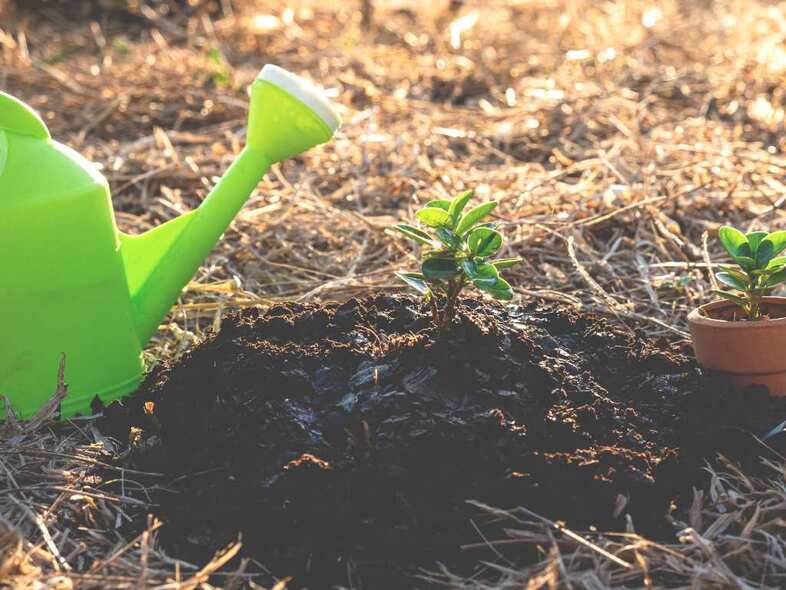 Grön vattenkanna som står vid en planta på jorden.