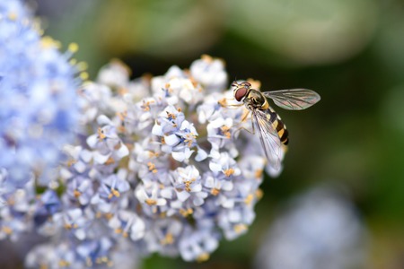 En närbild av en blomfluga som sitter på små lila blommor med suddig grön bakgrund.