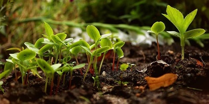 Små gröna plantor växer ur mörk jord i en trädgårdsmiljö.