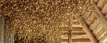 Torkade linfrökapslar hänger i stora klasar från taket i en träbyggnad.