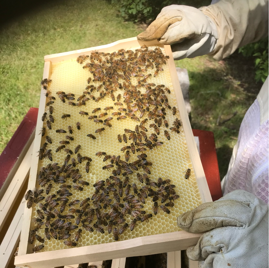En person i skyddshandskar håller en bikake-ram täckt av bin utomhus.