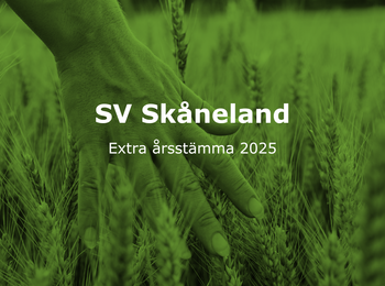 En hand rör vid vete i ett fält med texten 'SV Skåneland Extra årsstämma 2025' över bilden.